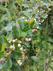 Cotoneaster