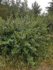 Cotoneaster