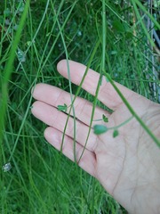 Carmichaelia australis