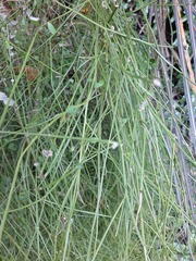 Carmichaelia australis