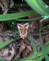Autographa jota