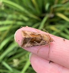 Autographa jota