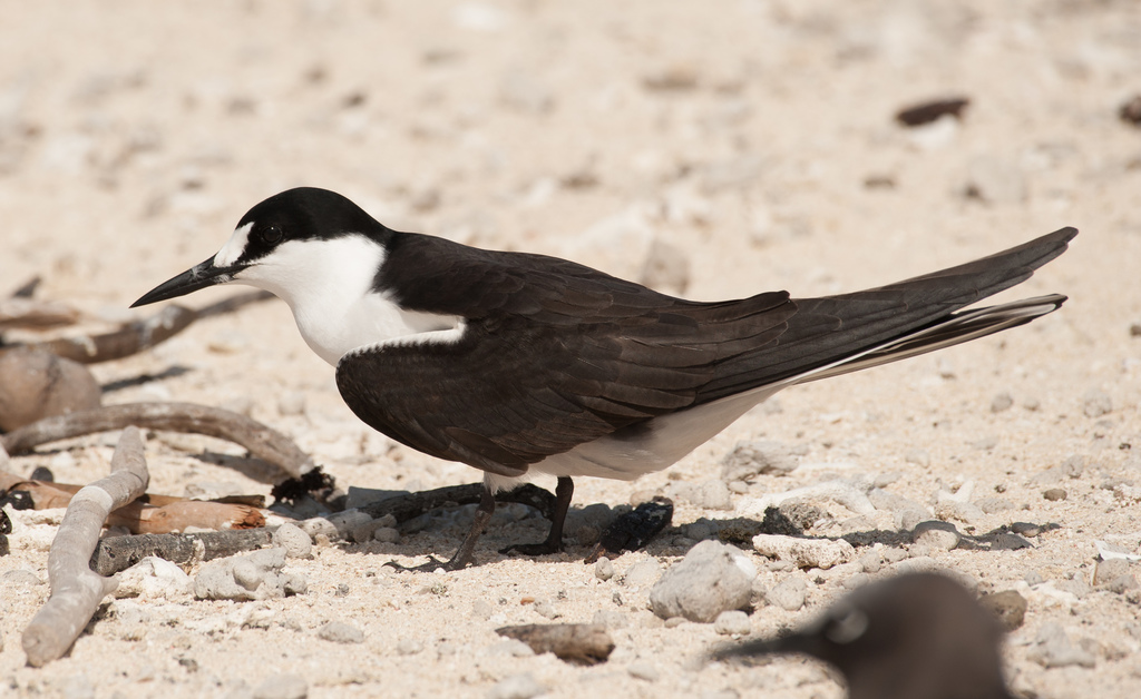 Sooty Tern