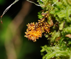 Neobarya agaricicola