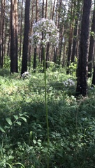 Valeriana transjenisensis