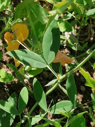 tuberous pea