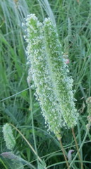 Phleum phleoides