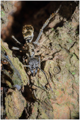 Neoponera