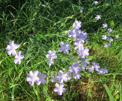 Linum nervosum