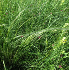Stipa tirsa