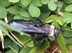 Campsomeriella