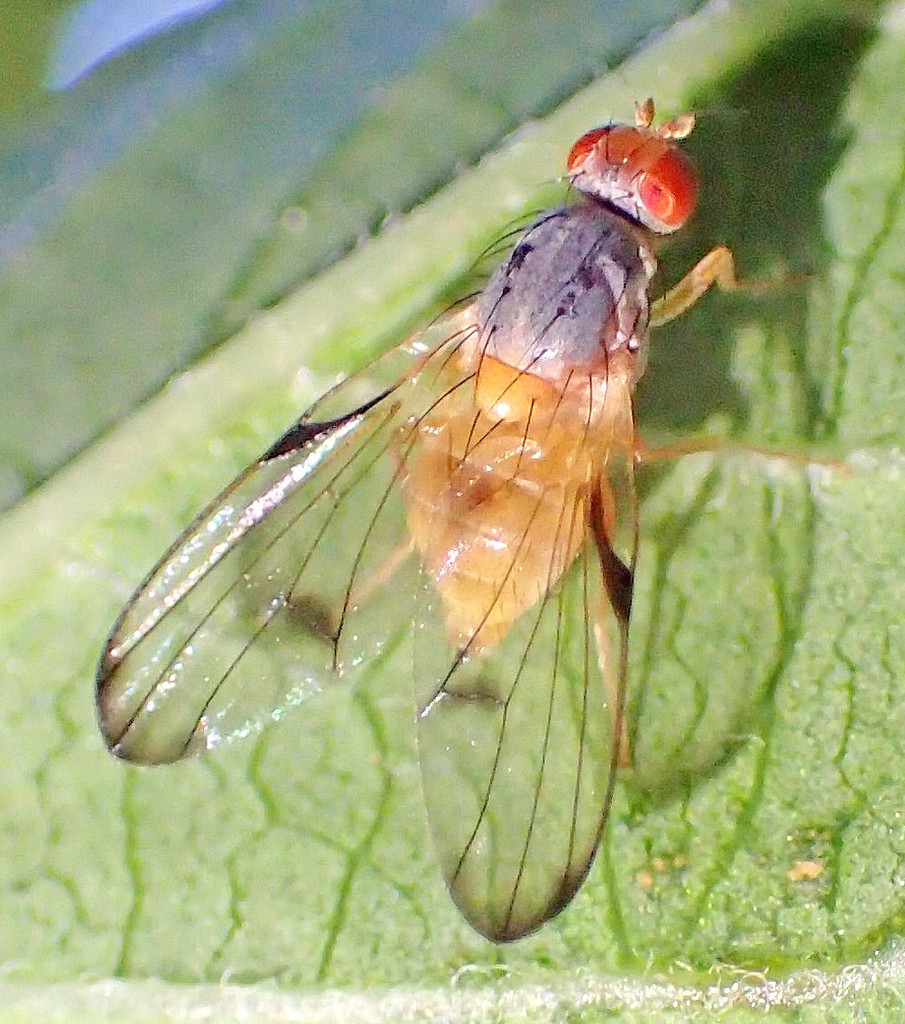 Palloptera subusta