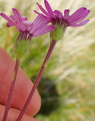 Senecio polyodon