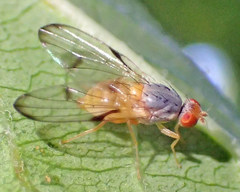Palloptera subusta