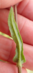 Senecio polyodon