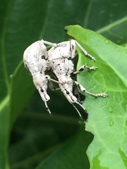 Dermatoxenus caesicollis