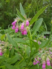 Symphytum officinale