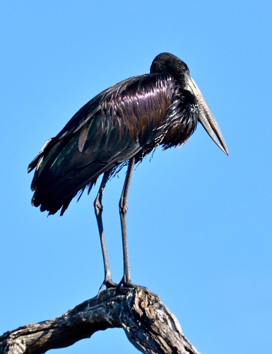 African Openbill