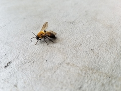Andrena milwaukeensis