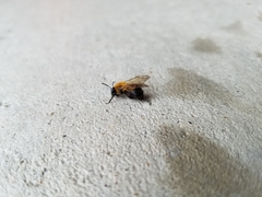 Andrena milwaukeensis