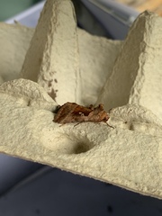 Autographa jota