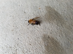 Andrena milwaukeensis