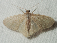 Lophophleps triangularis
