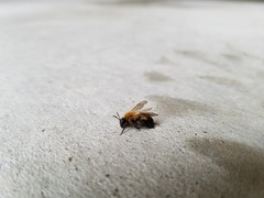 Andrena milwaukeensis