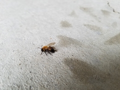 Andrena milwaukeensis