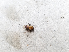 Andrena milwaukeensis