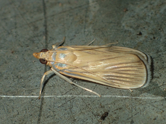 Tyspanodes linealis