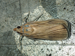 Tyspanodes linealis