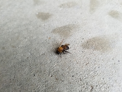 Andrena milwaukeensis