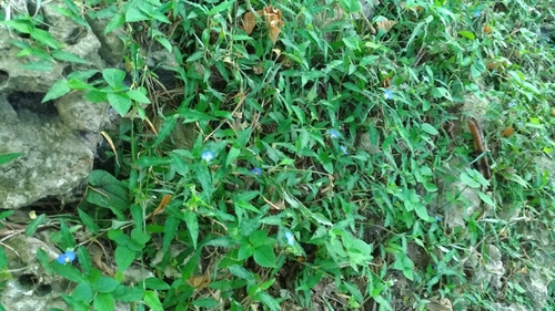 Commelina auriculata iNat (1)