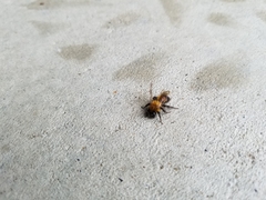 Andrena milwaukeensis