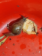 Helicarionidae