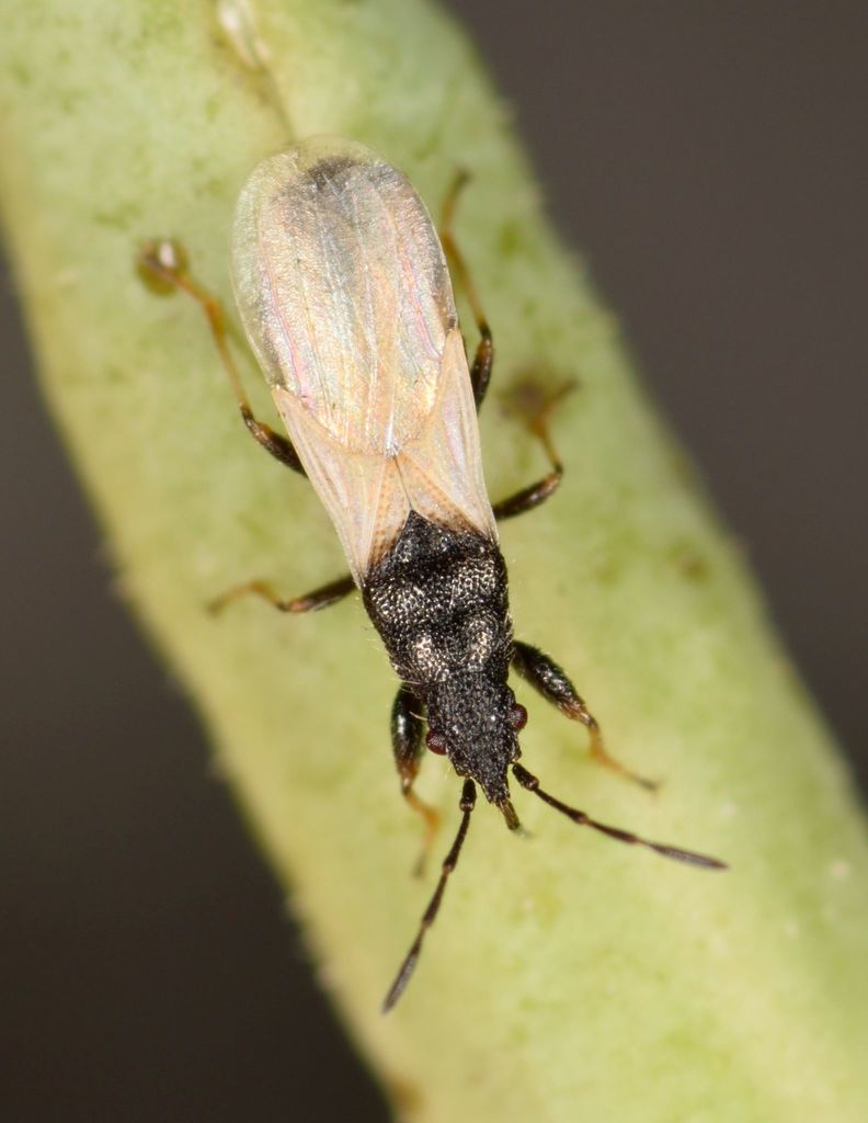 Brachyplax