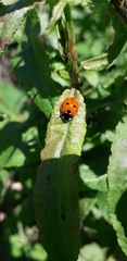 Coccinella septempunctata