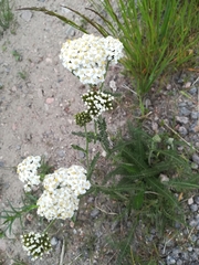 Achillea millefolium