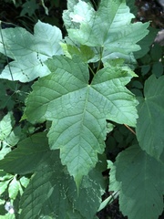 Acer pseudoplatanus