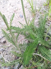 Achillea millefolium
