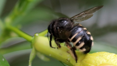 Horse-fly Carpenter Bee