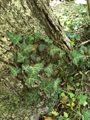 Hedera helix
