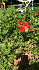 Macroglossum stellatarum