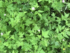 Geranium robertianum