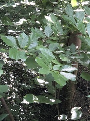 Fagus sylvatica