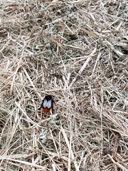 Bombus lapidarius