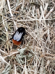 Bombus lapidarius