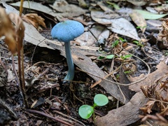 Entoloma virescens