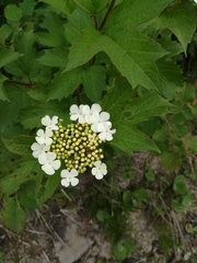 Viburnum opulus